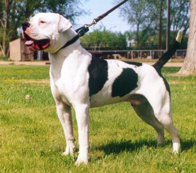 hines american bulldog breeders