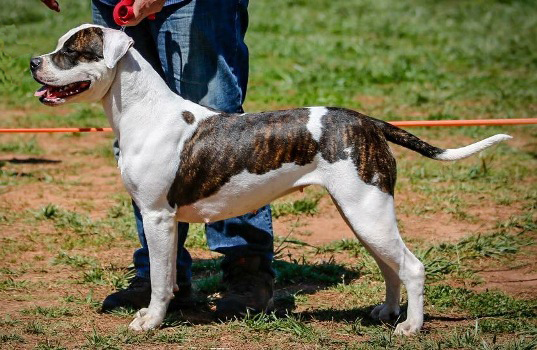 scott line american bulldog